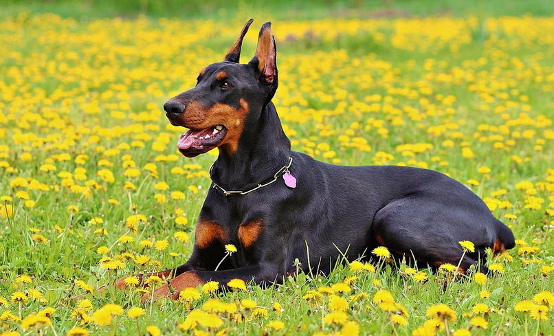 dobermann hund